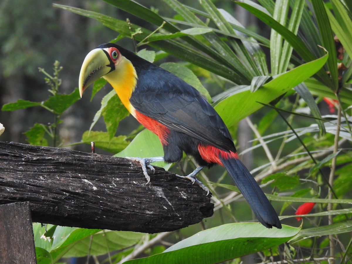 Red-breasted Toucan - Louis Imbeau