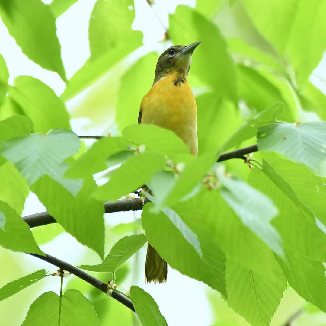 Baltimore Oriole - ML618591724