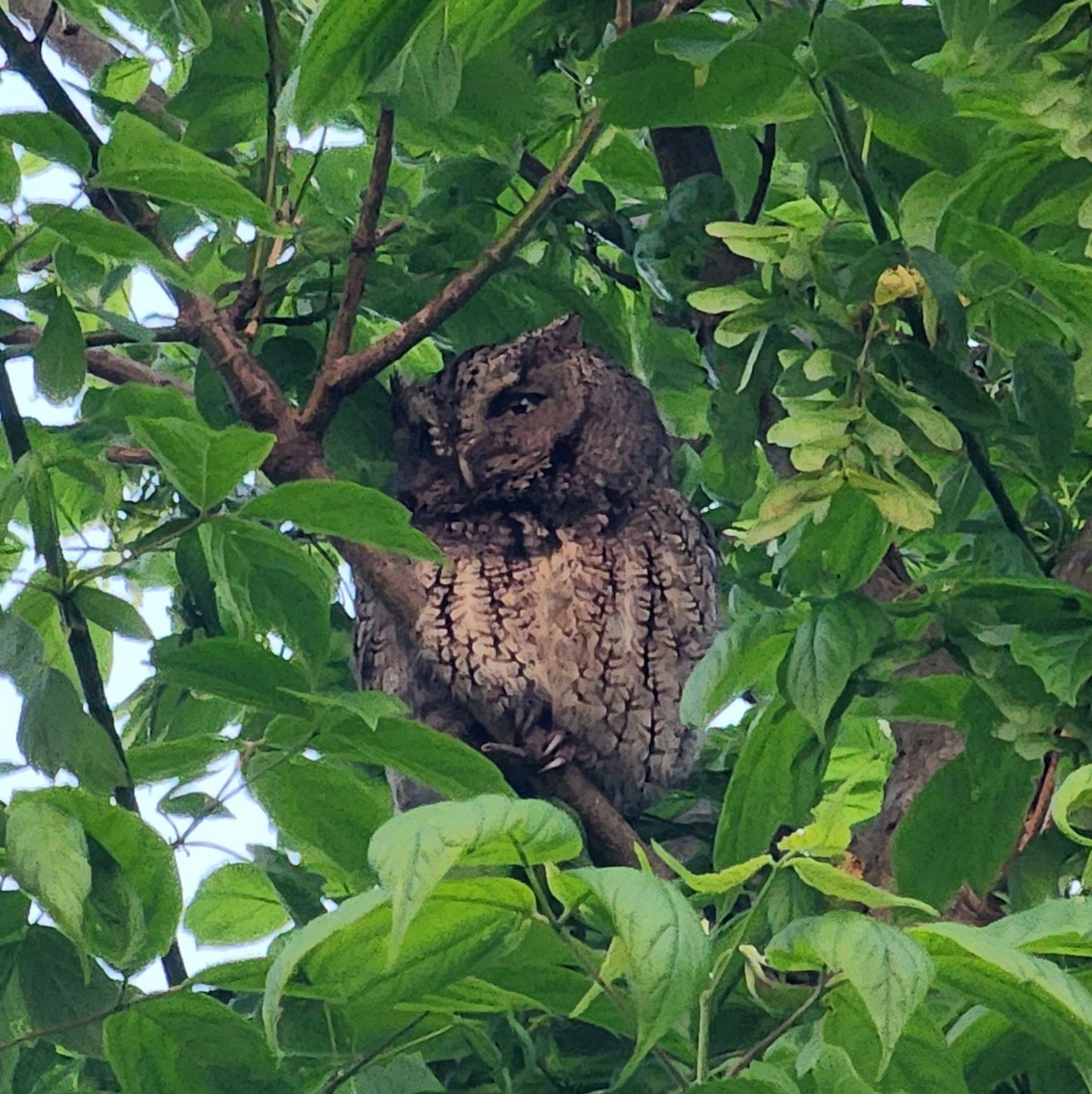 Eastern Screech-Owl - ML618591727