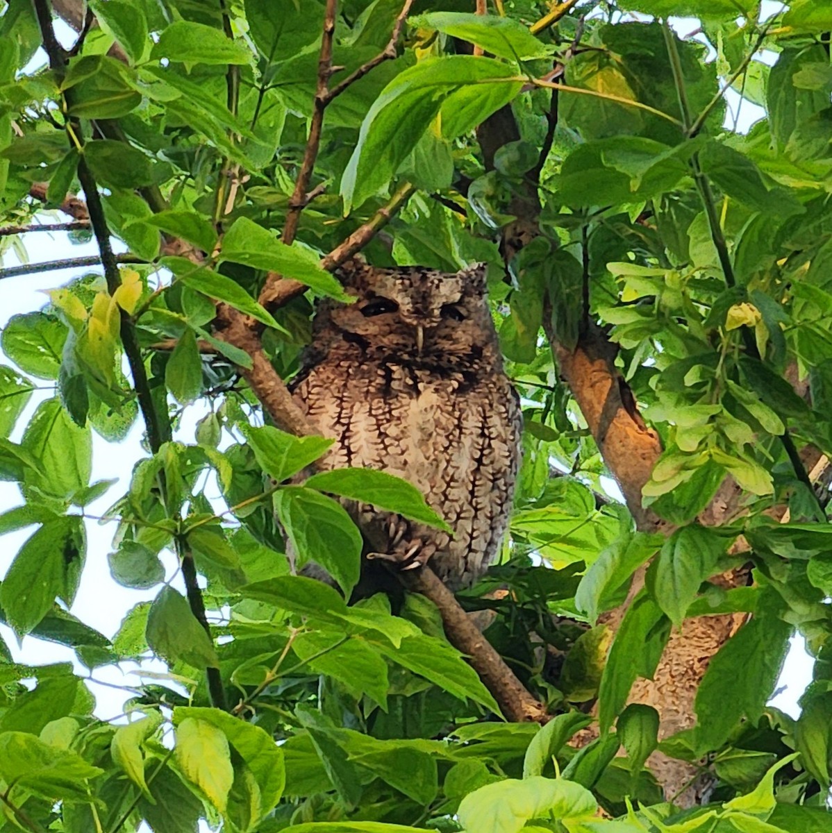 Eastern Screech-Owl - Tom Kerr