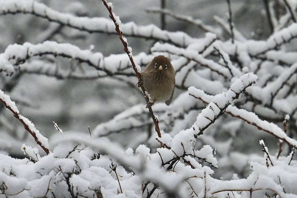 Spectacled Parrotbill - Dong Qiu