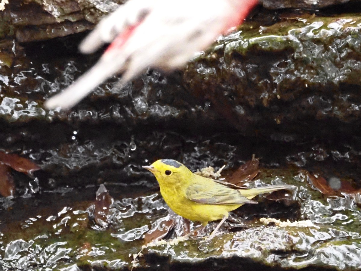 Wilson's Warbler - Jonine Dewitte