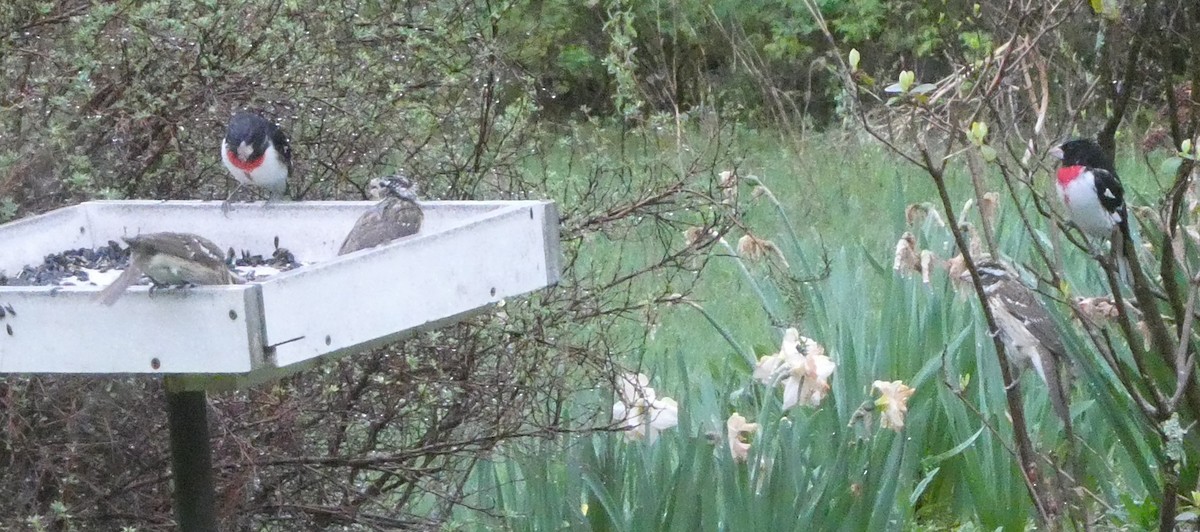 Rose-breasted Grosbeak - ML618591764