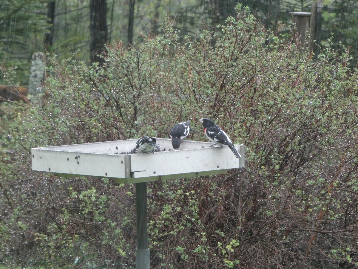 Rose-breasted Grosbeak - Ruth Stewart