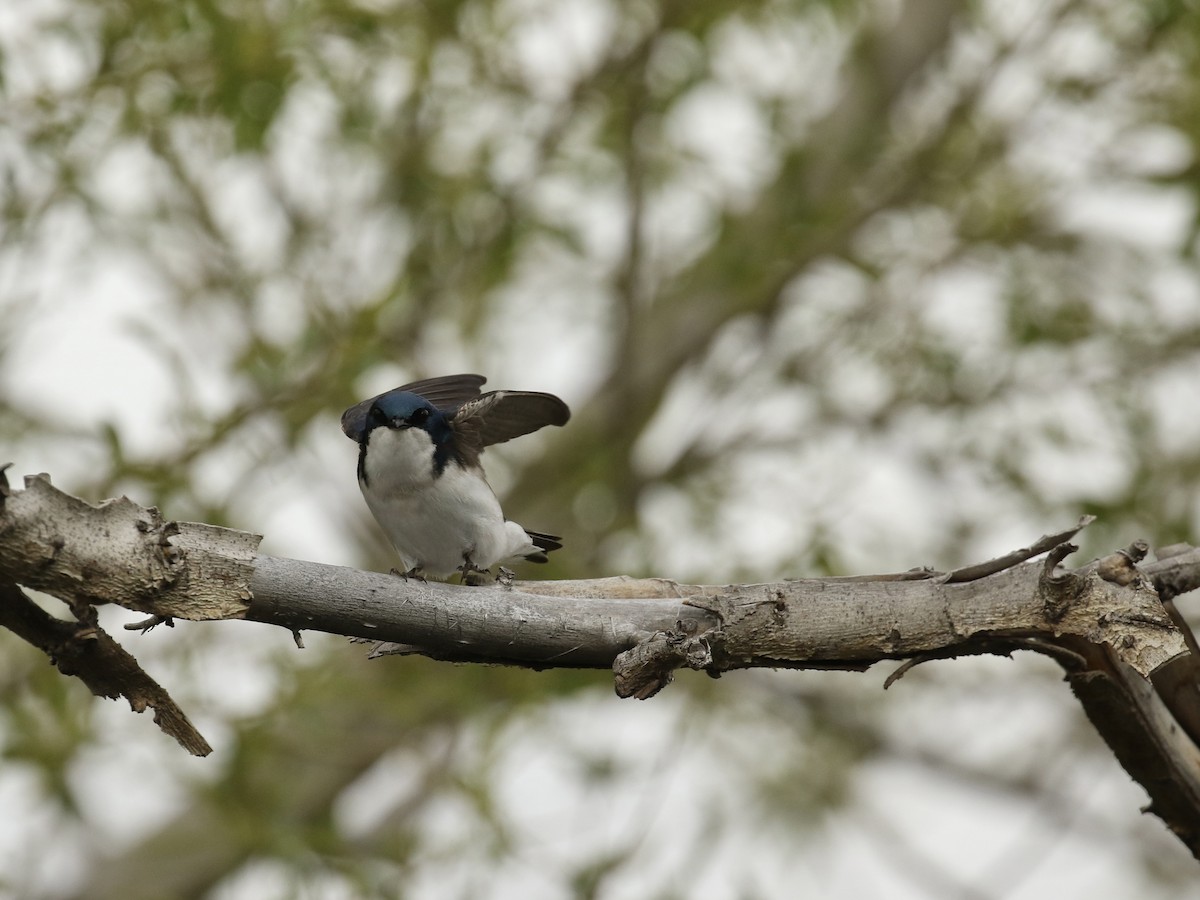 Tree Swallow - ML618591786