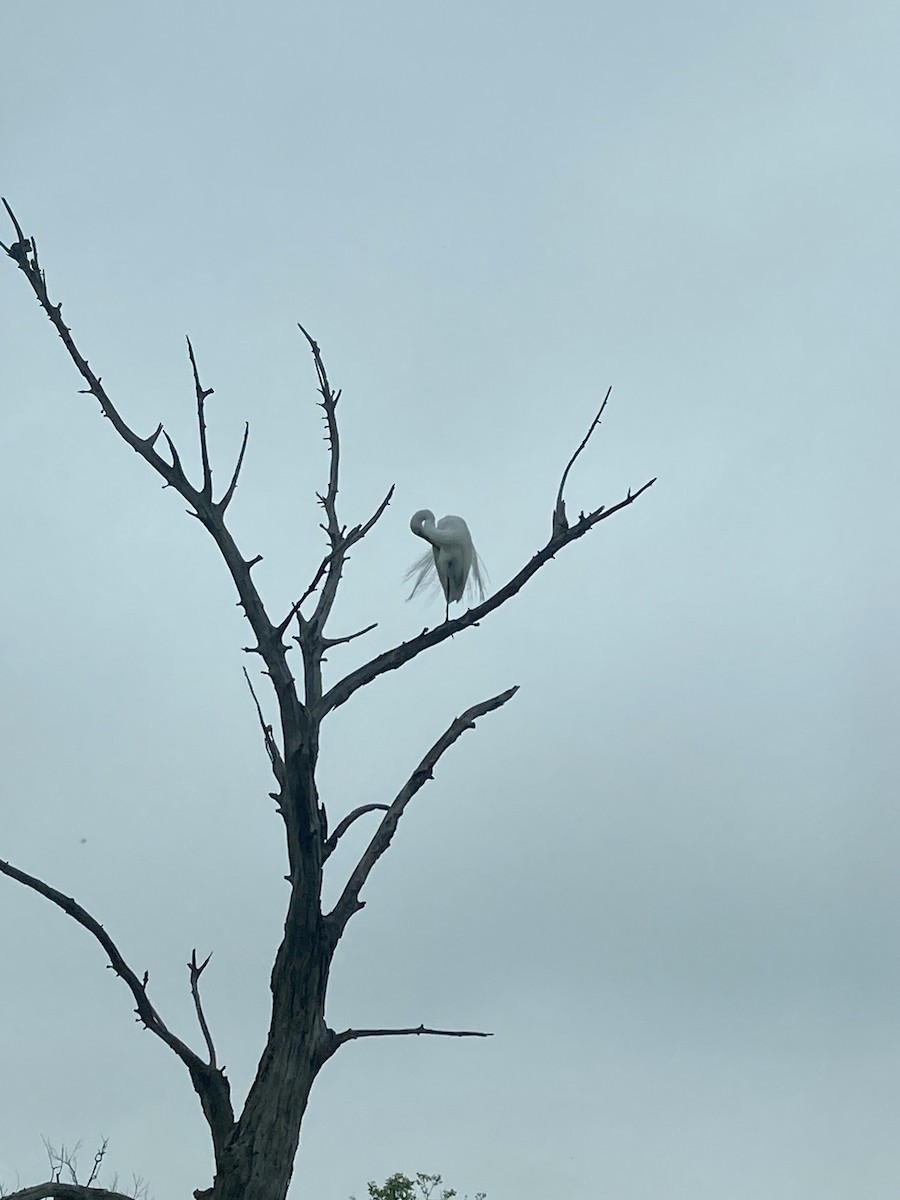 Great Egret - ML618591788