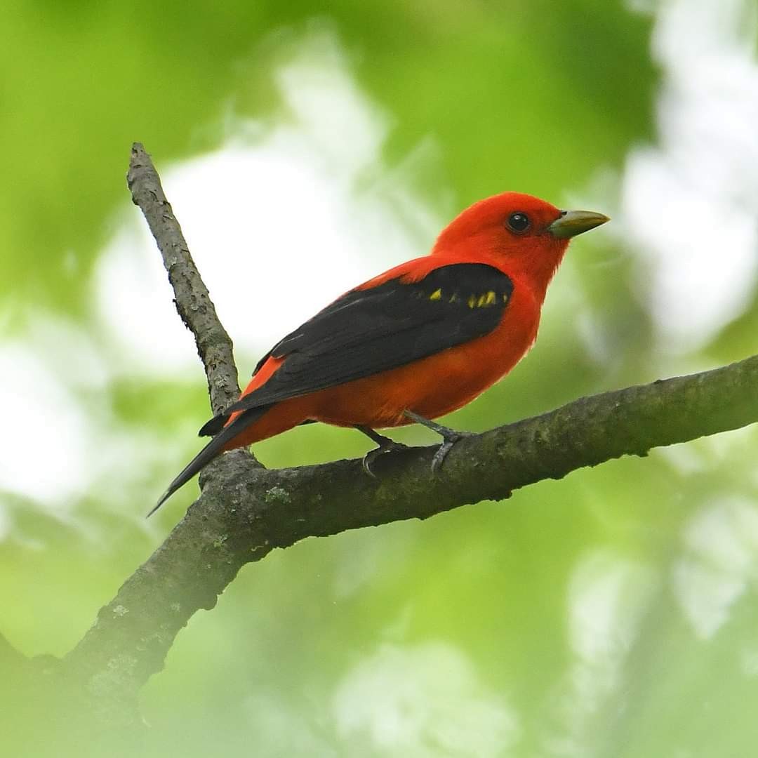 Scarlet Tanager - ML618591790