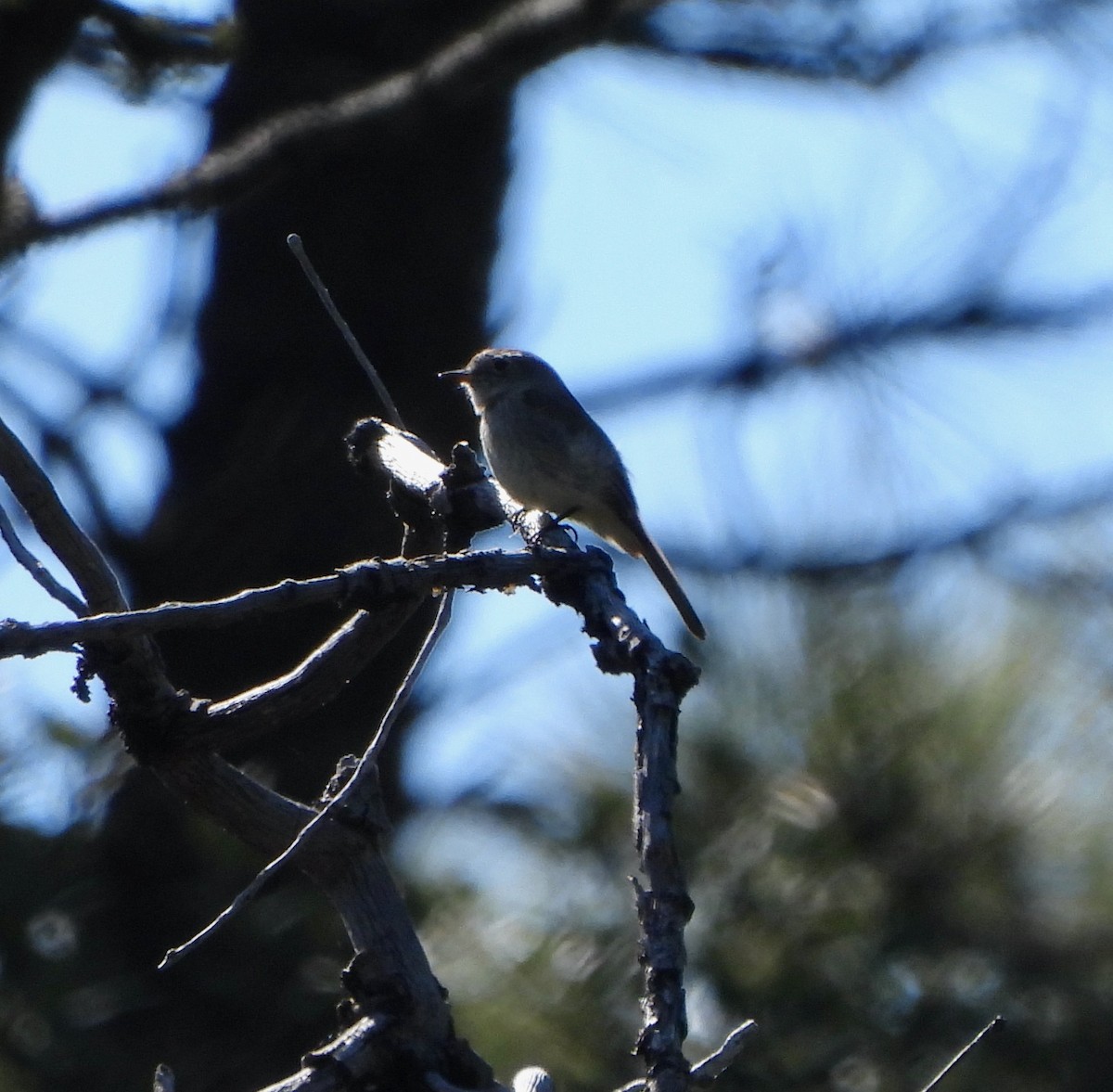 Dusky Flycatcher - Michelle Haglund