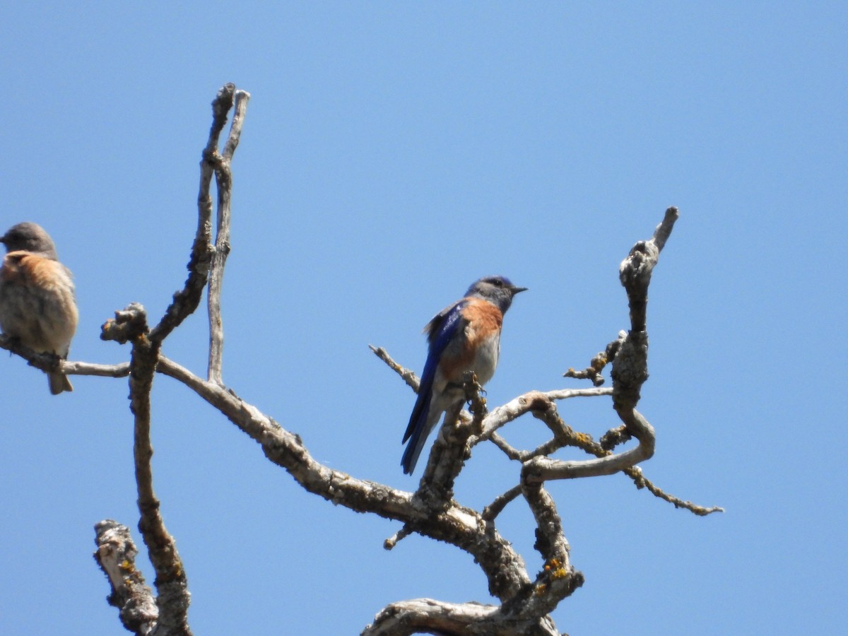 Western Bluebird - ML618591814