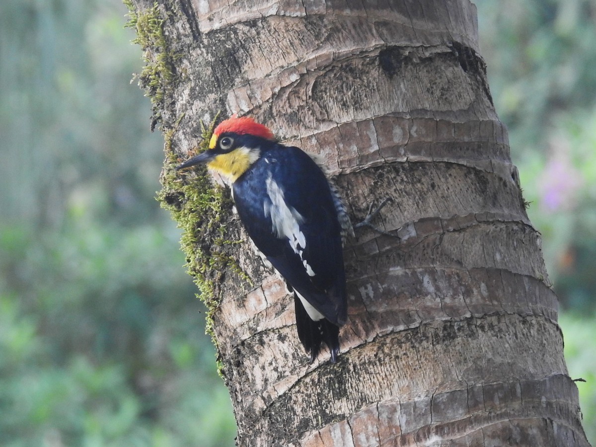 Yellow-fronted Woodpecker - Louis Imbeau