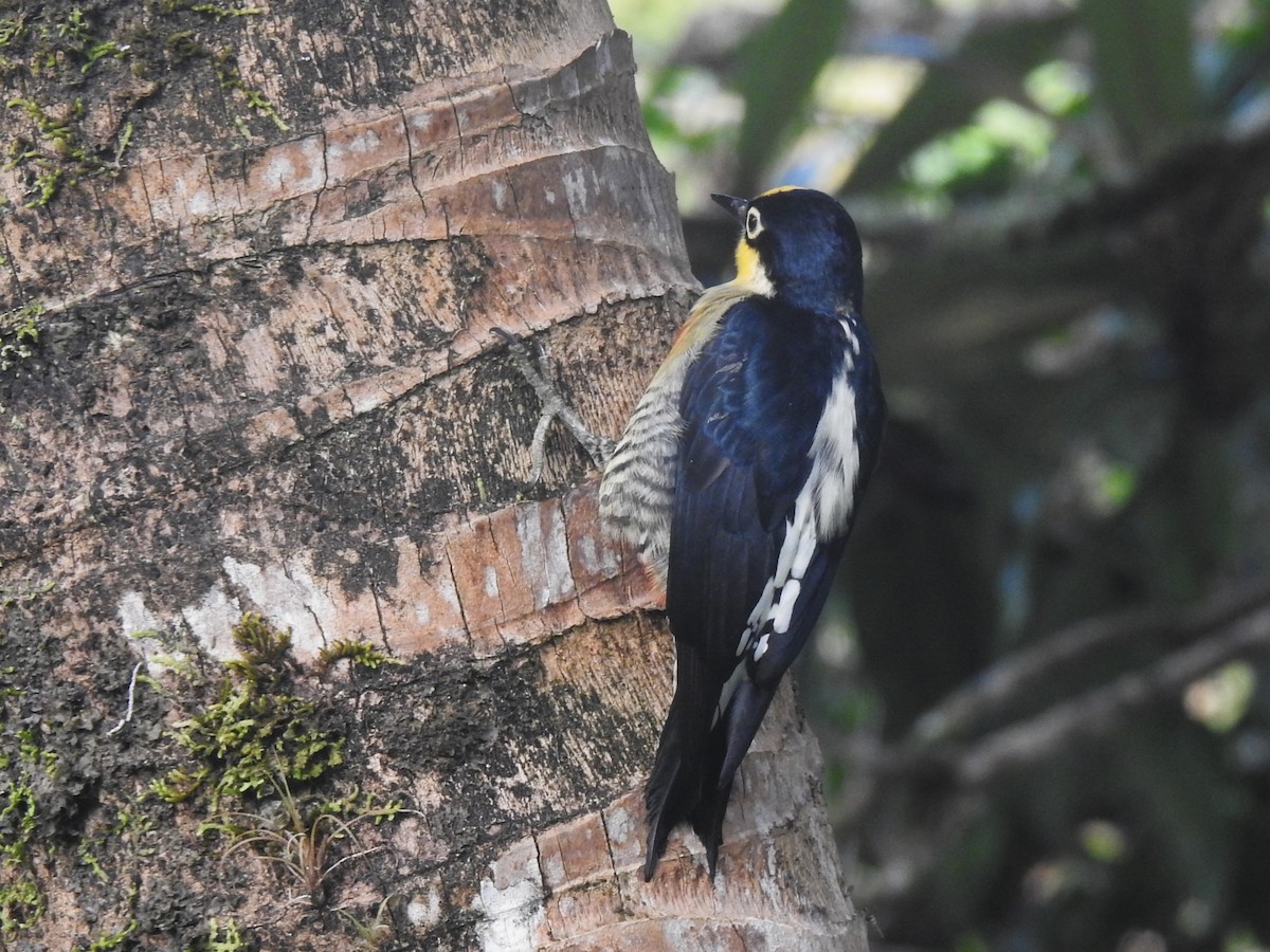 Yellow-fronted Woodpecker - Louis Imbeau