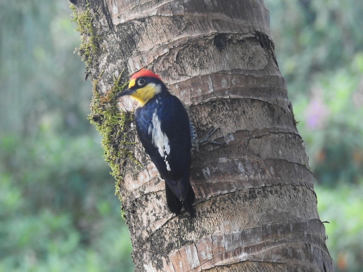 Yellow-fronted Woodpecker - Louis Imbeau