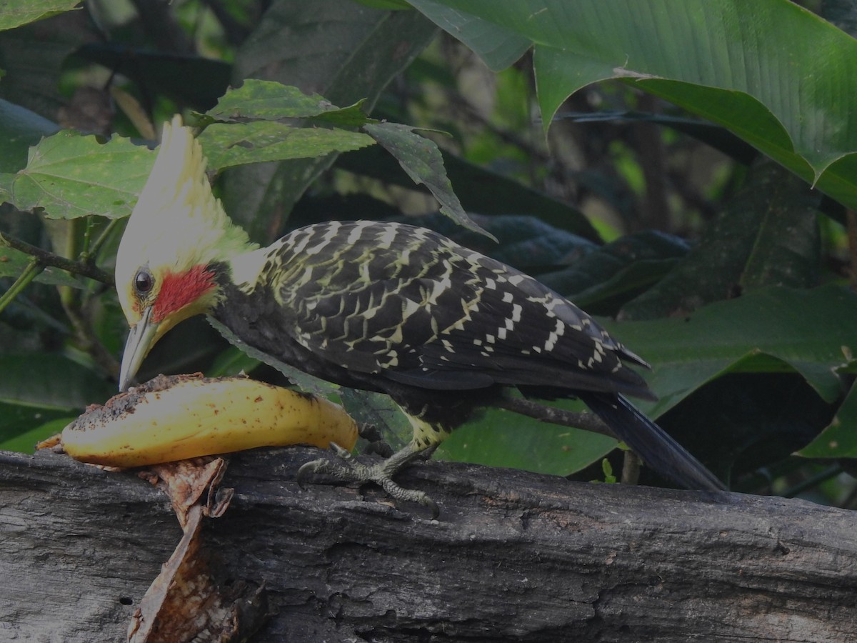 Blond-crested Woodpecker - Louis Imbeau