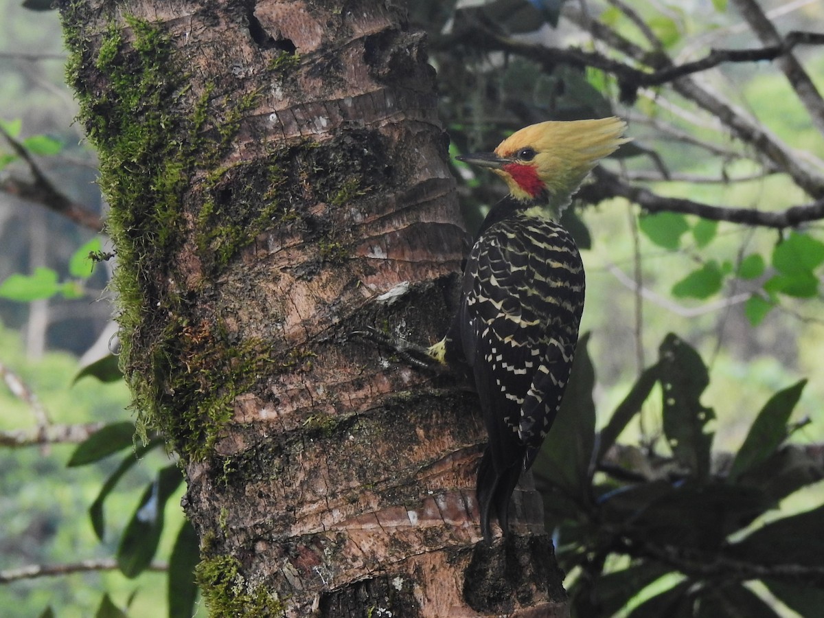 Blond-crested Woodpecker - Louis Imbeau