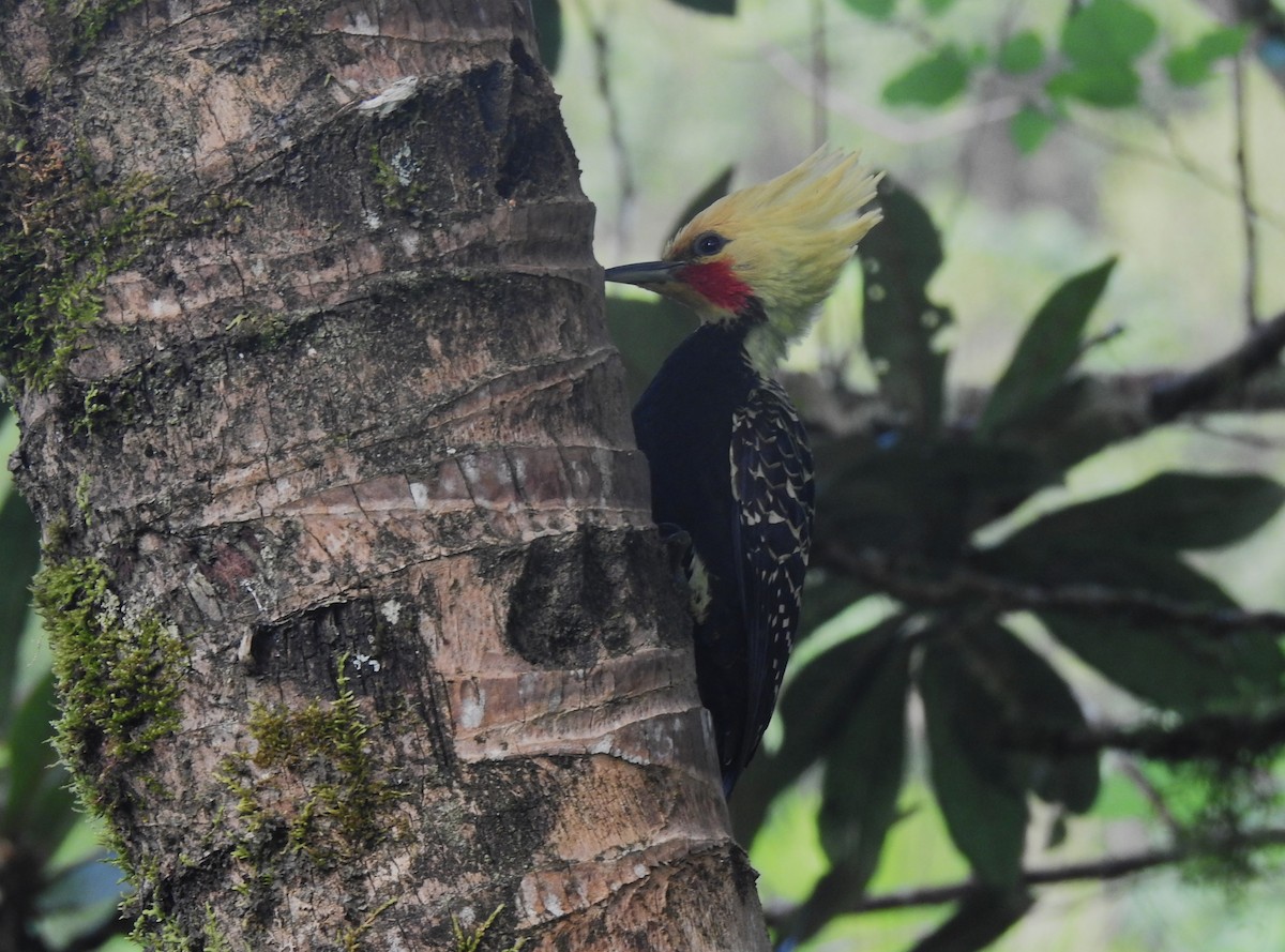 Blond-crested Woodpecker - Louis Imbeau