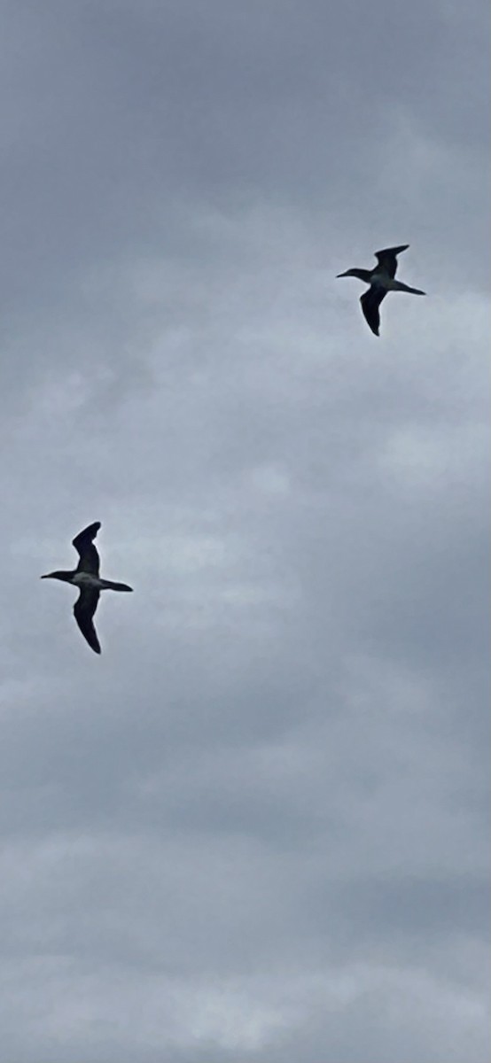 Brown Booby - ML618591897