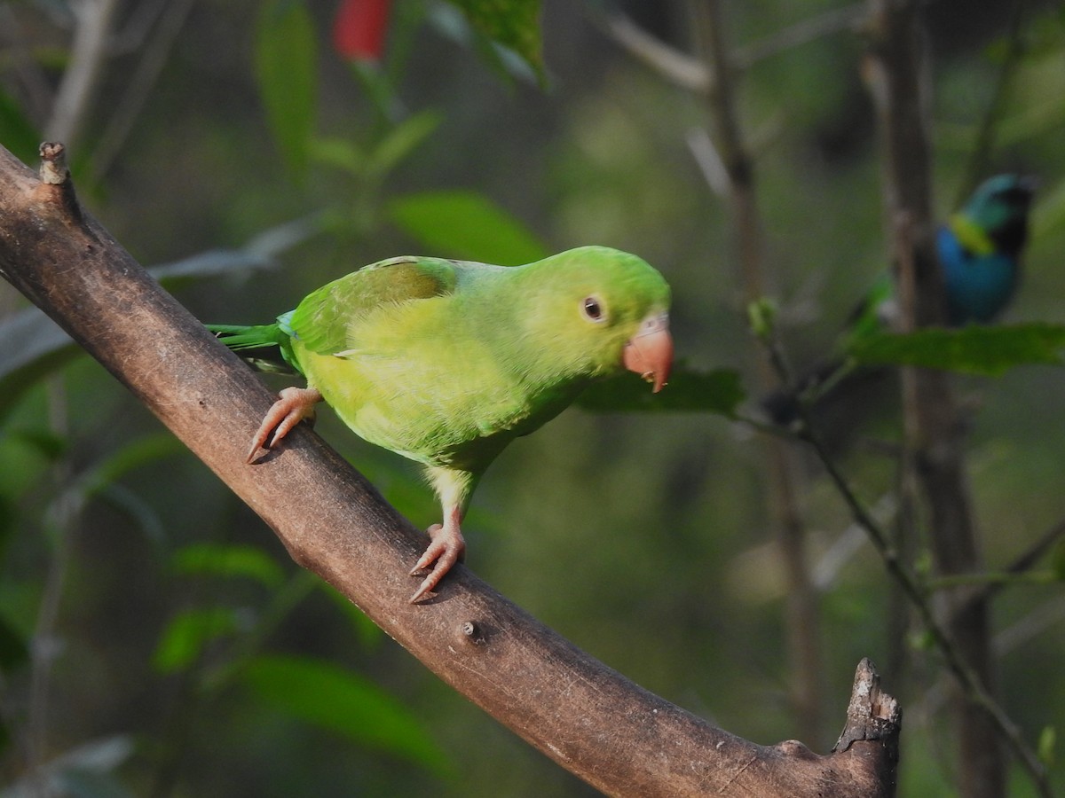 Plain Parakeet - Louis Imbeau