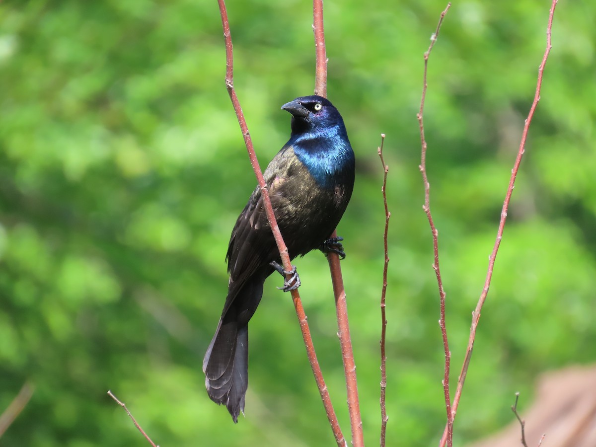 Common Grackle - Christopher Tomera