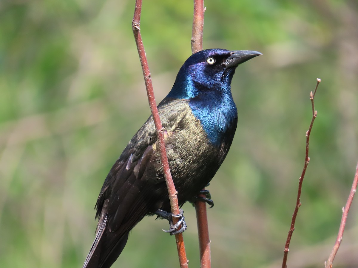 Common Grackle - Christopher Tomera