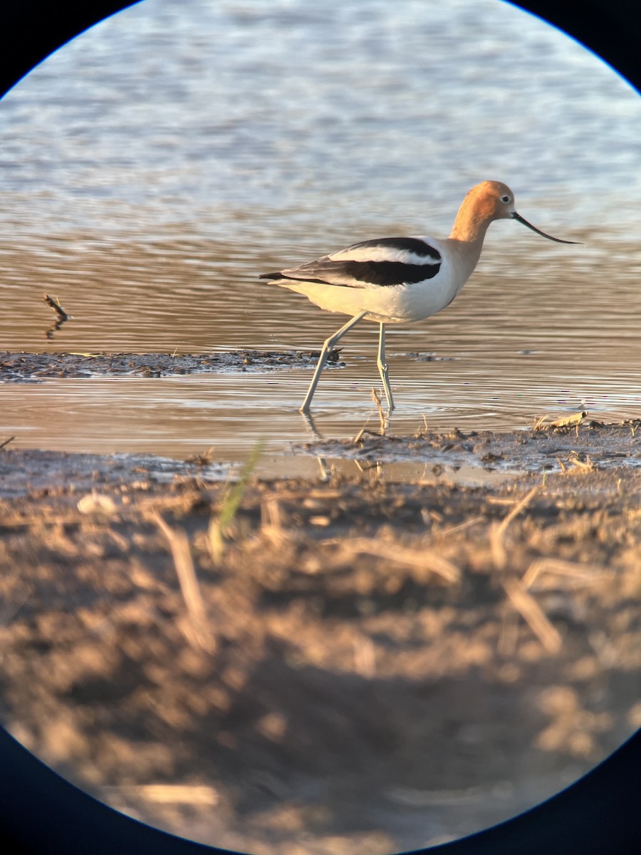 American Avocet - ML618591928