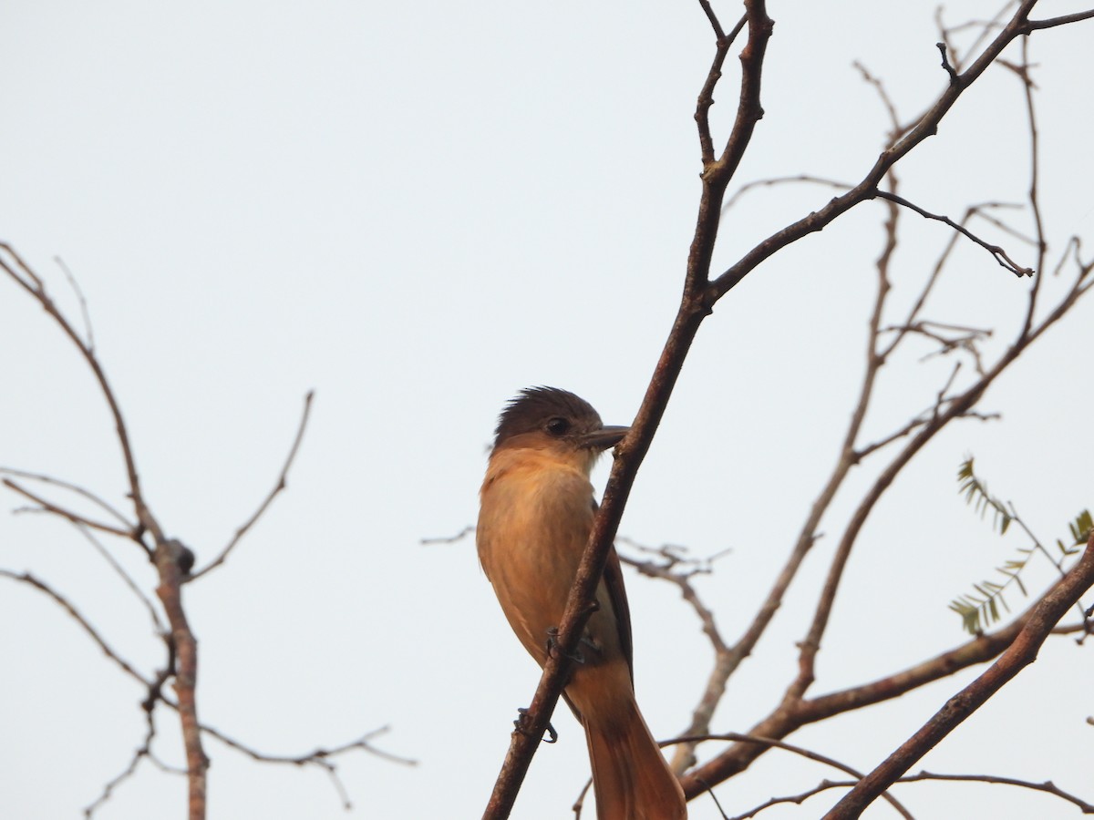 Rose-throated Becard - Angel Castillo Birdwatching Guide