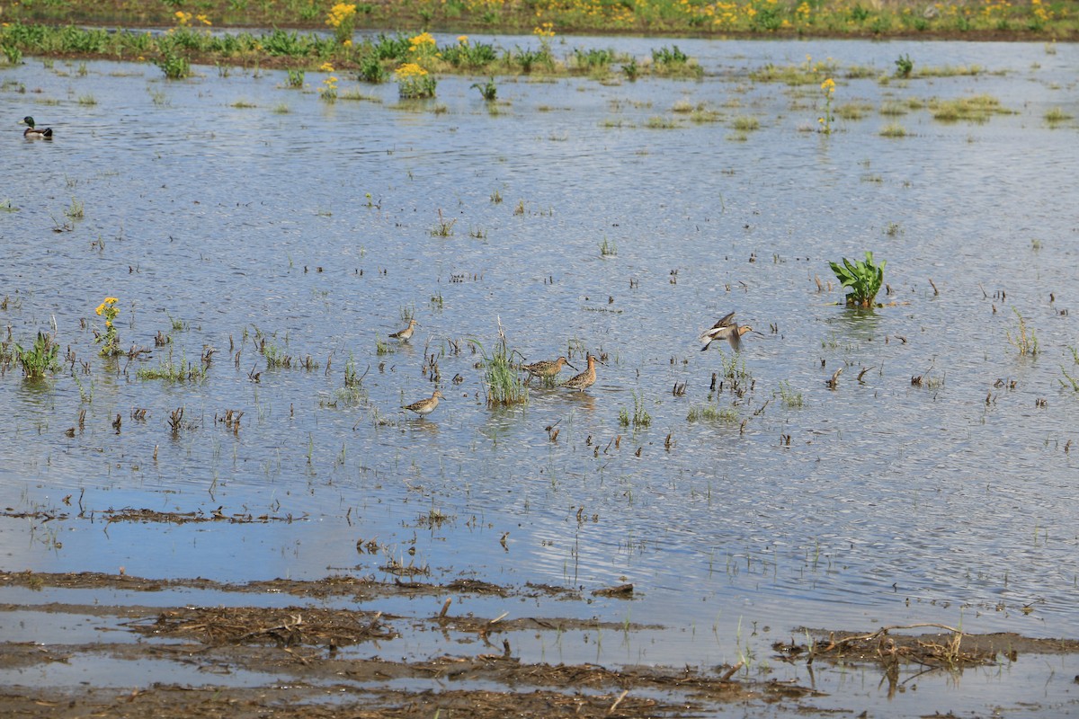 Long-billed Dowitcher - ML618591939