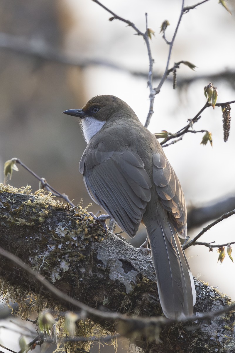 White-throated Laughingthrush - Robert Lewis