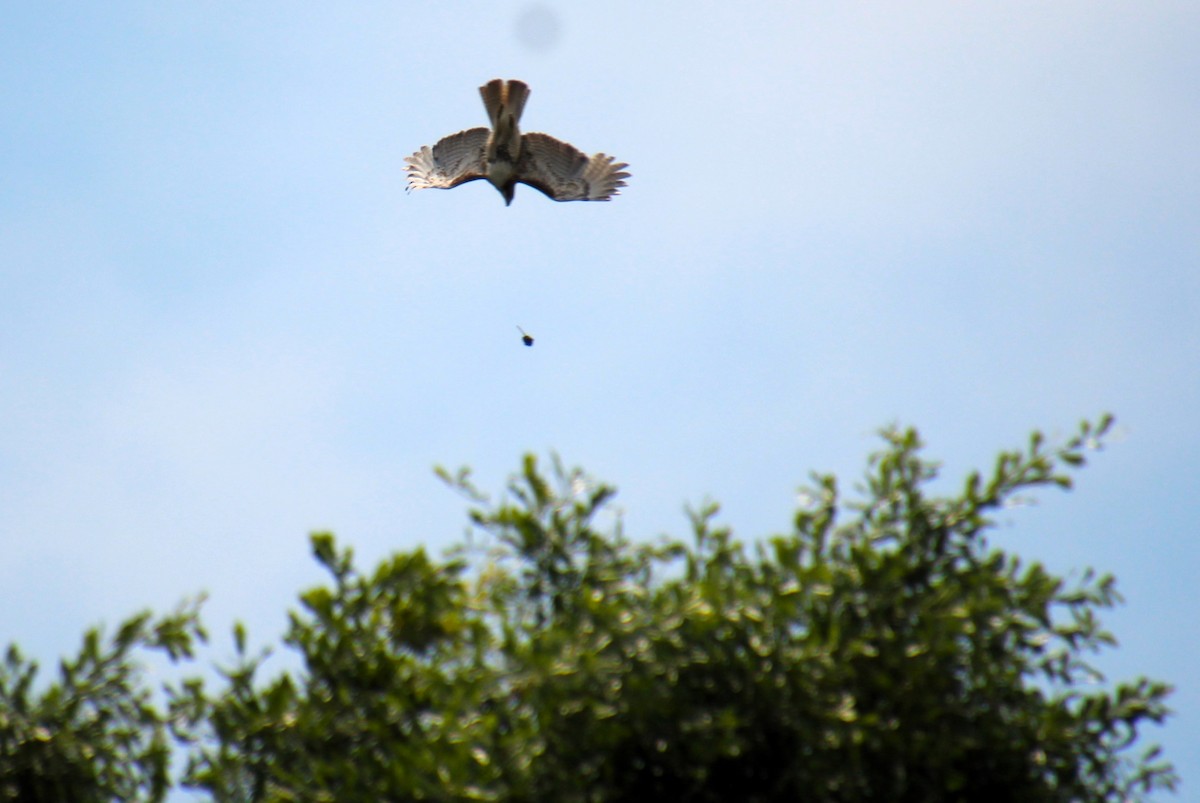 Red-tailed Hawk - ML618591950