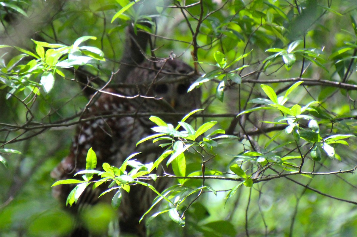 Barred Owl - ML618591975