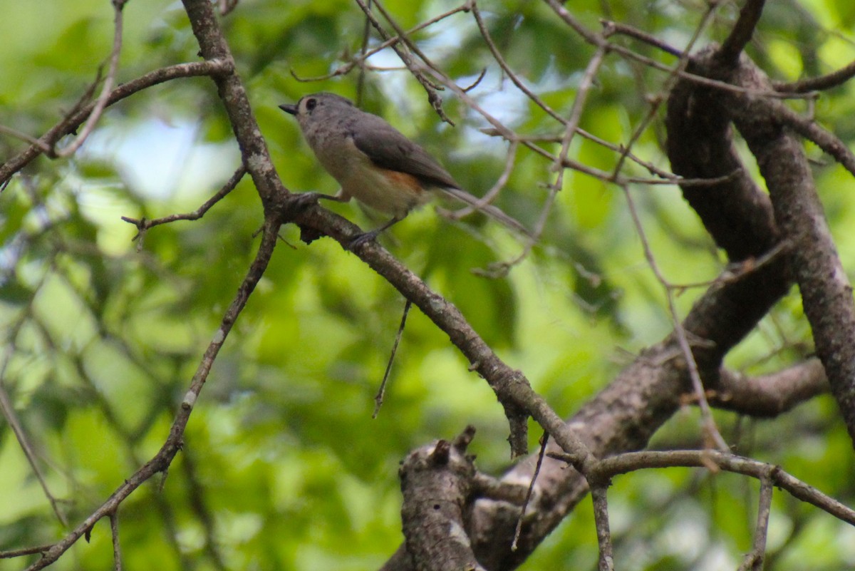 Tufted Titmouse - ML618592007