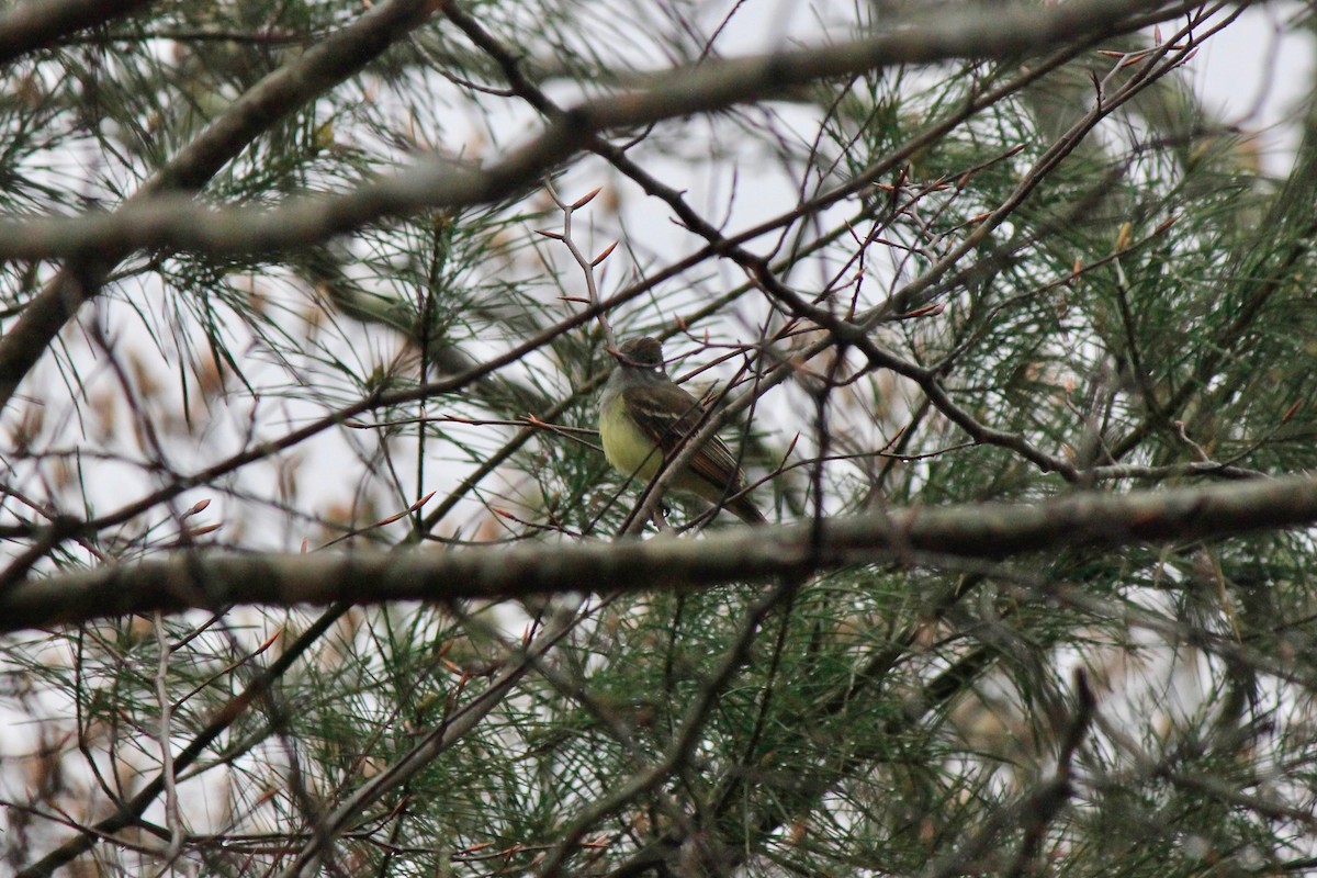 Great Crested Flycatcher - Scott Wieman