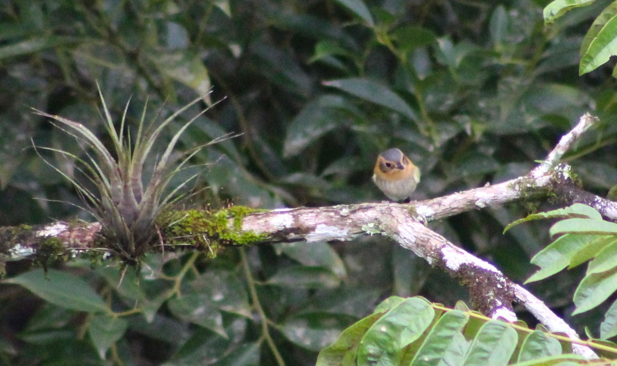 Ochre-faced Tody-Flycatcher - Pedro Behne