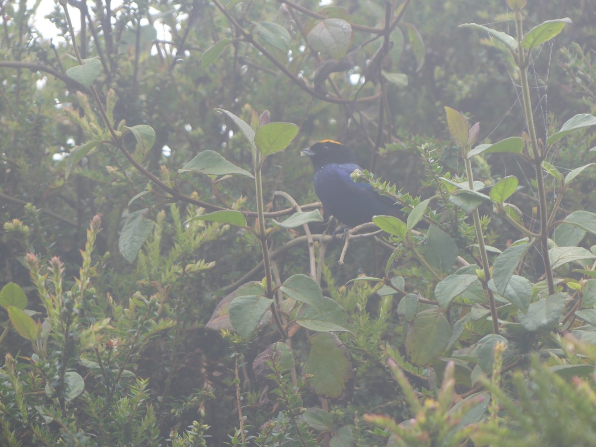 Golden-crowned Tanager - Andrés Felipe