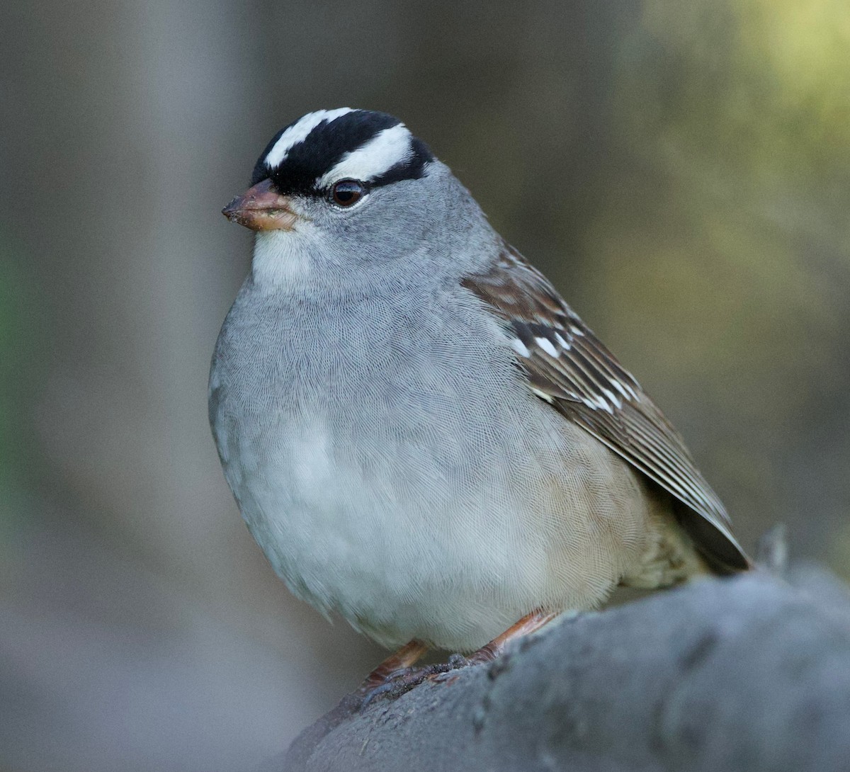 White-crowned Sparrow - Benjamin Zerante