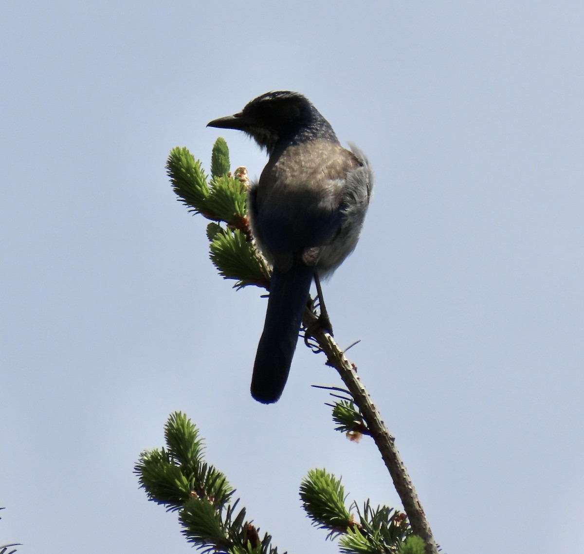 California Scrub-Jay - ML618592047