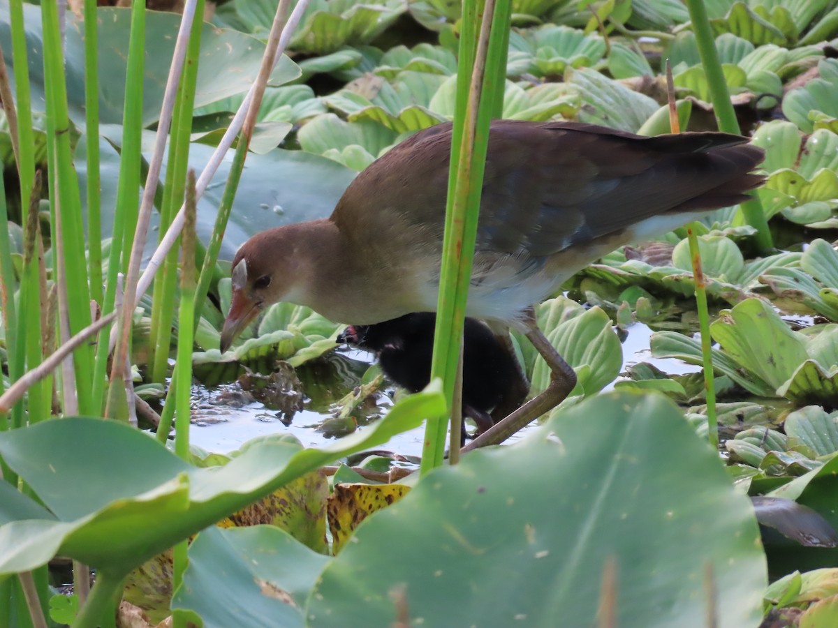 Purple Gallinule - ML618592048