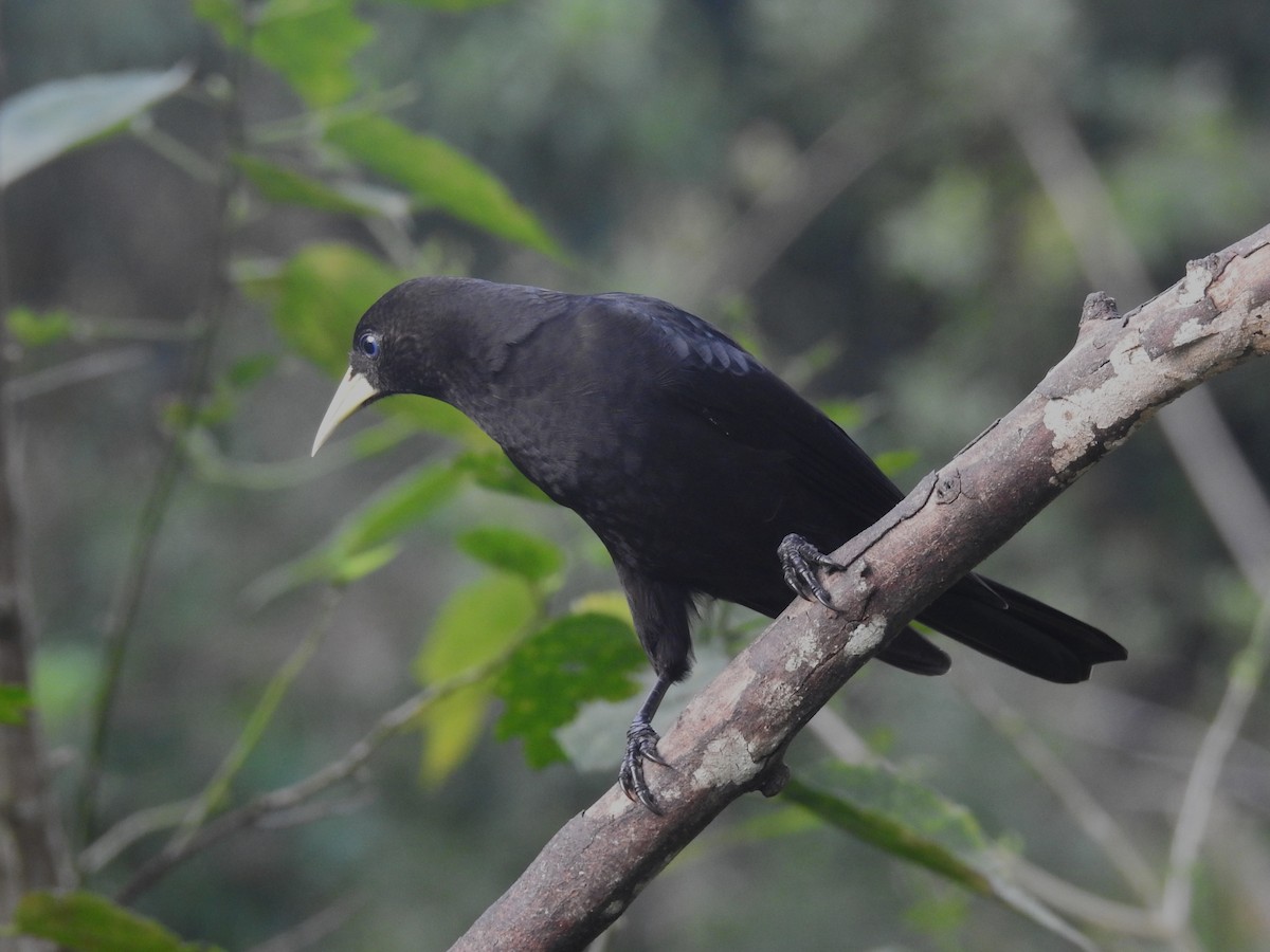 Red-rumped Cacique - Louis Imbeau