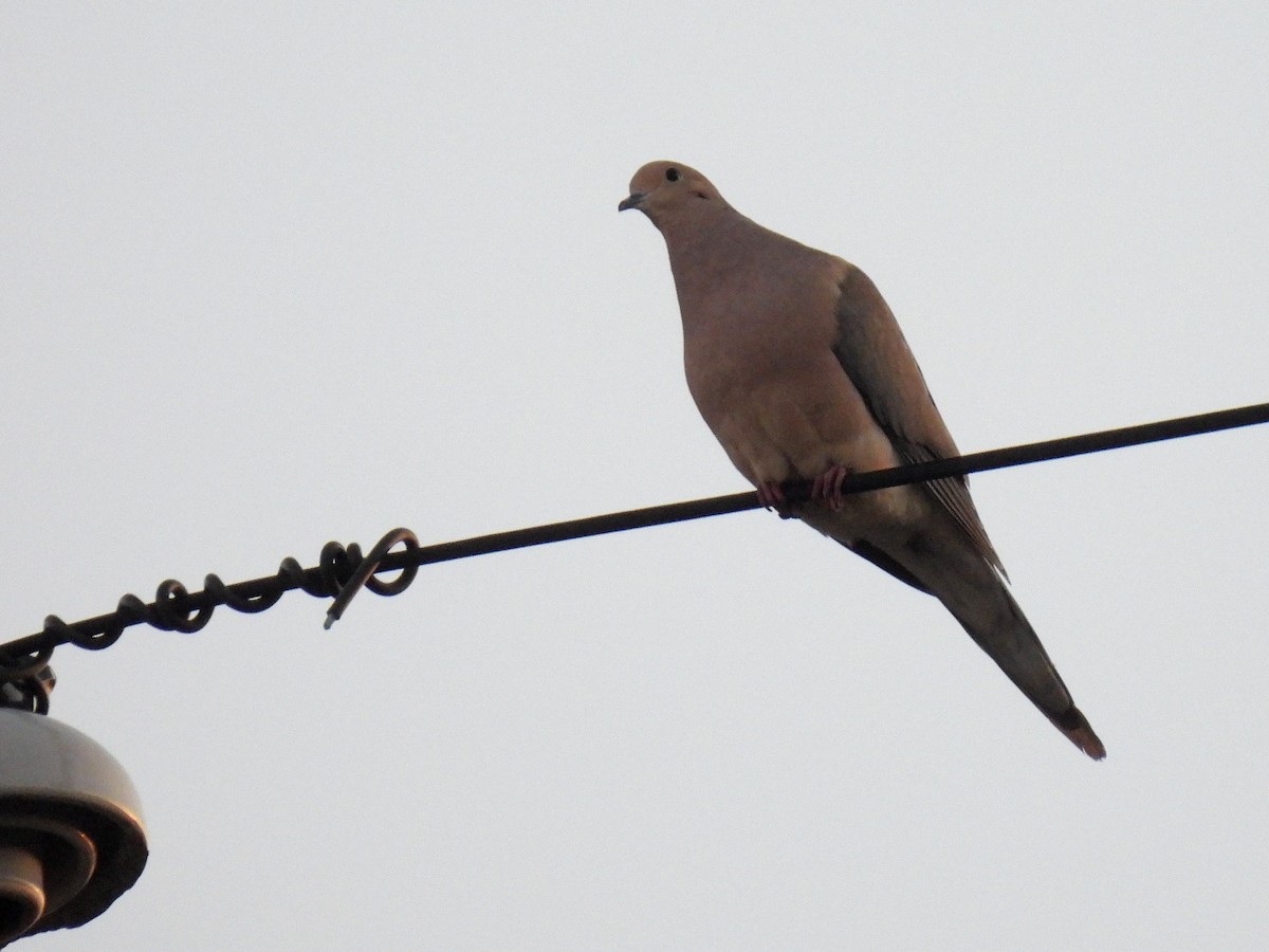 Mourning Dove - Bill Nolting