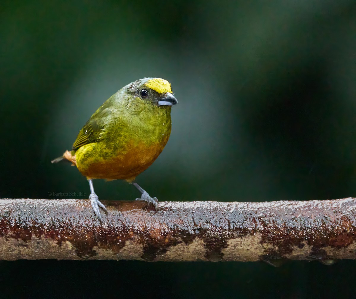 Olive-backed Euphonia - ML618592060