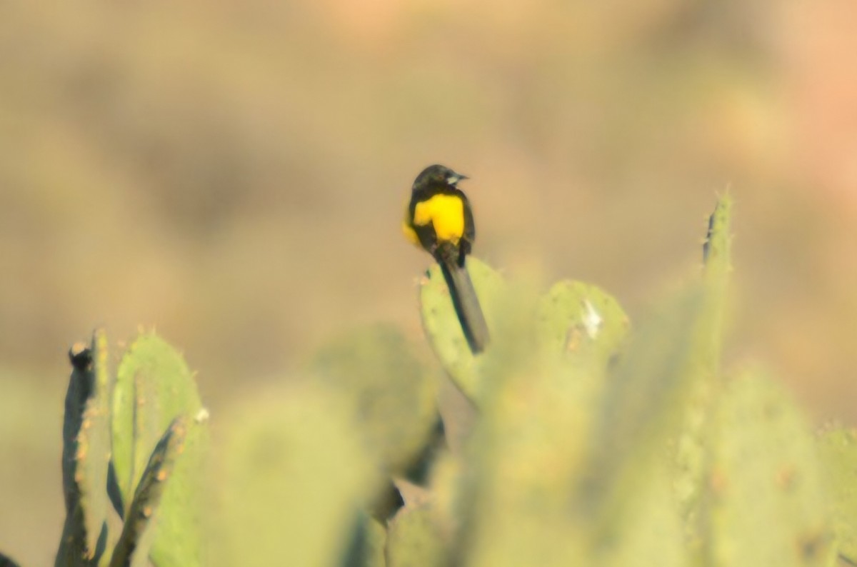 Black-vented Oriole - ML618592064