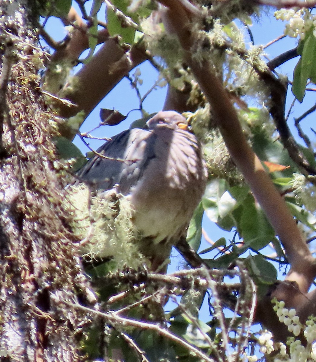 Band-tailed Pigeon - ML618592111