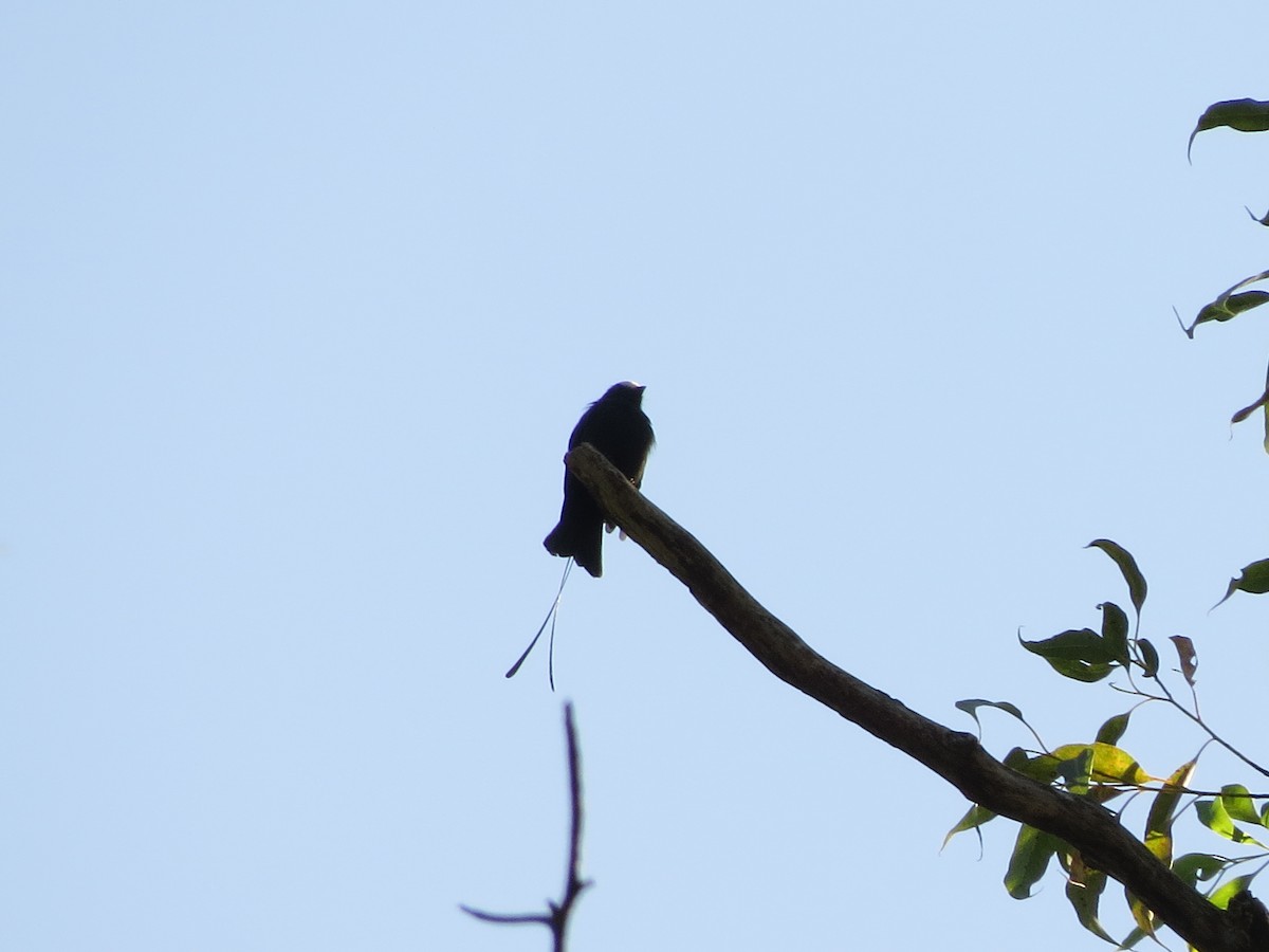 Long-tailed Tyrant - Guilherme Sanchez