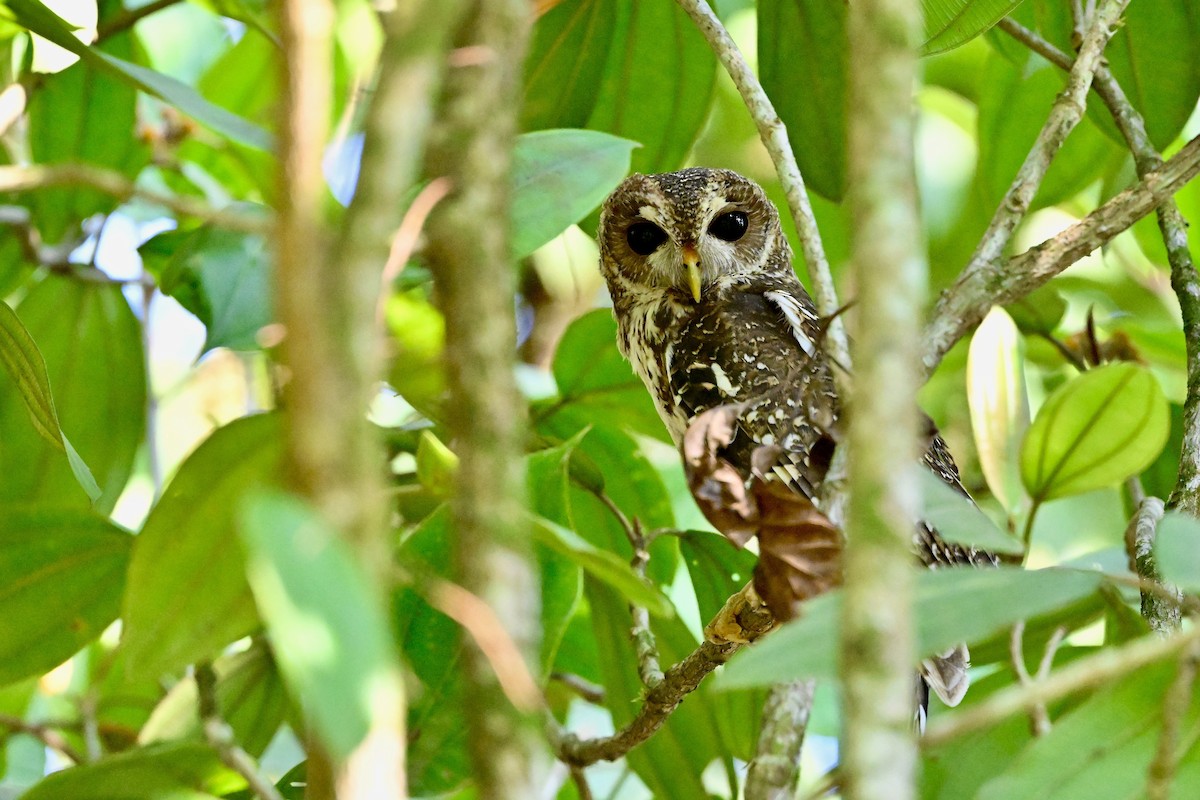 Mottled Owl (Mottled) - ML618592140