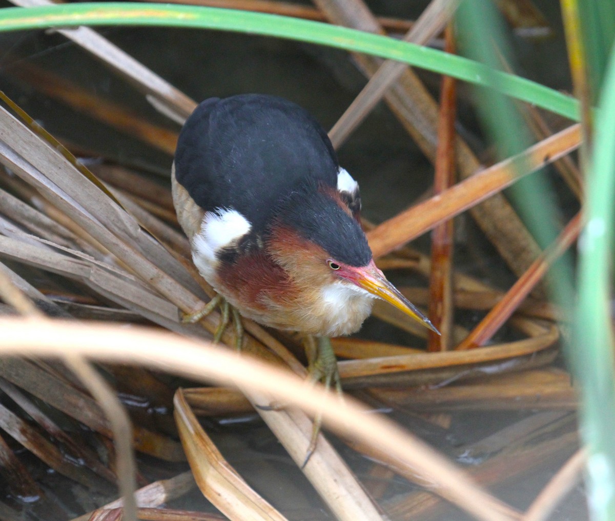 Least Bittern - ML618592143