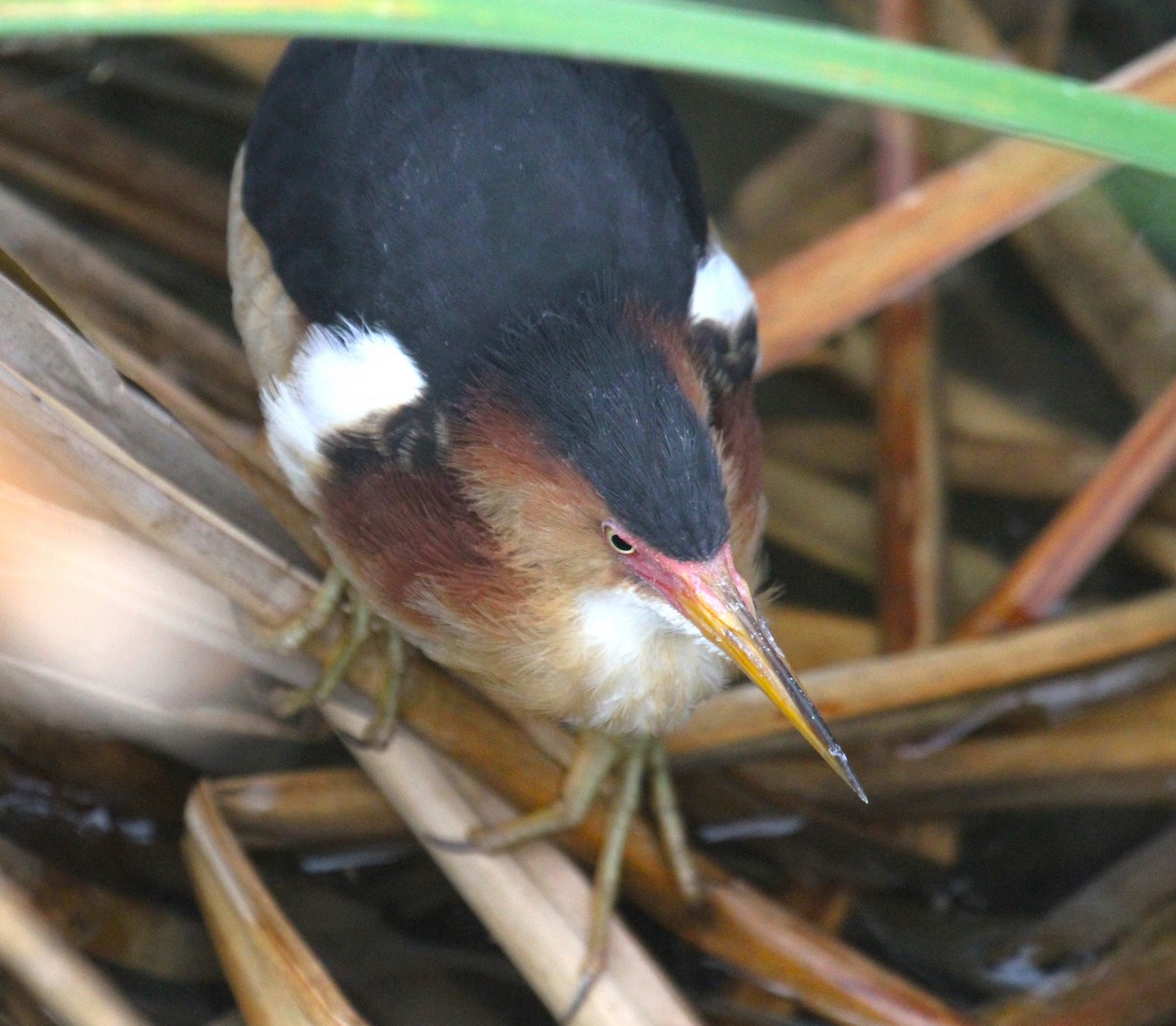 Least Bittern - ML618592144