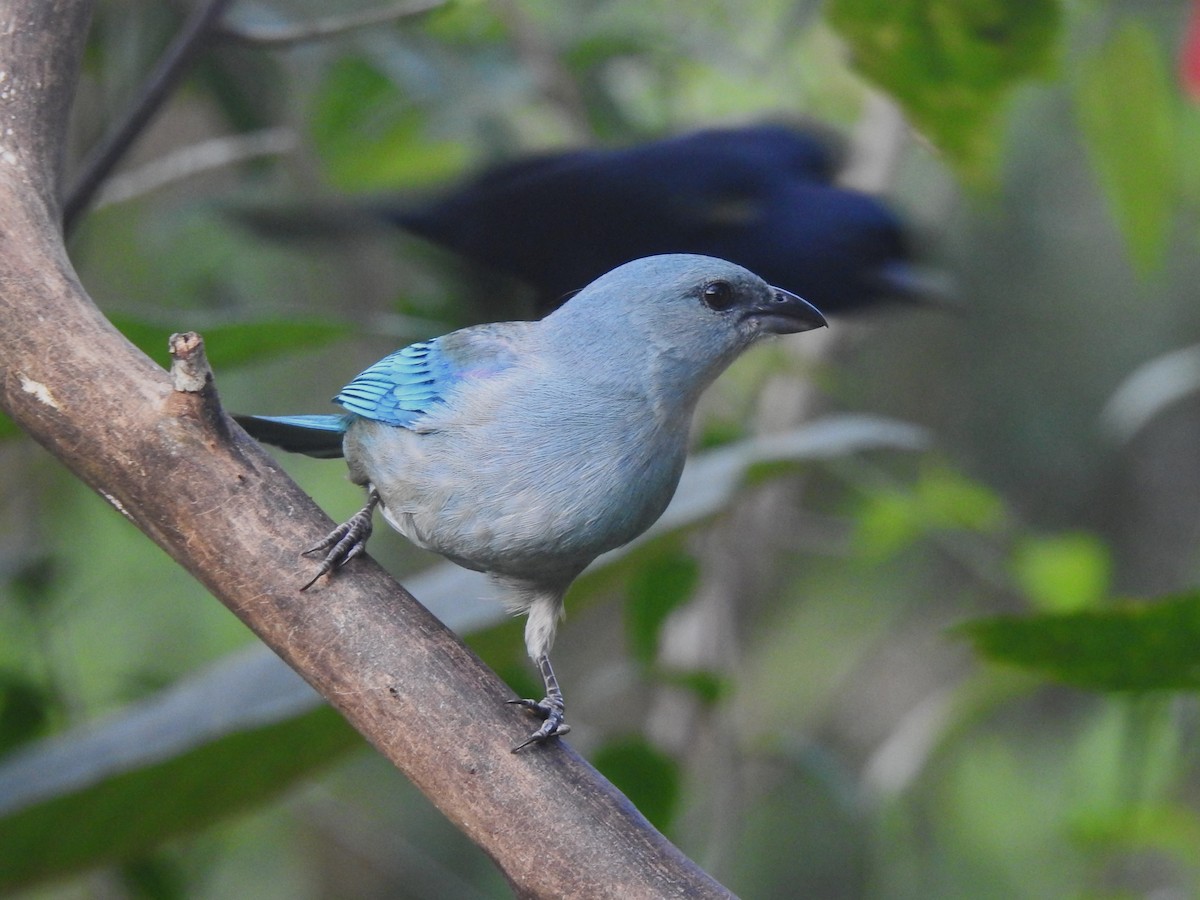 Azure-shouldered Tanager - Louis Imbeau