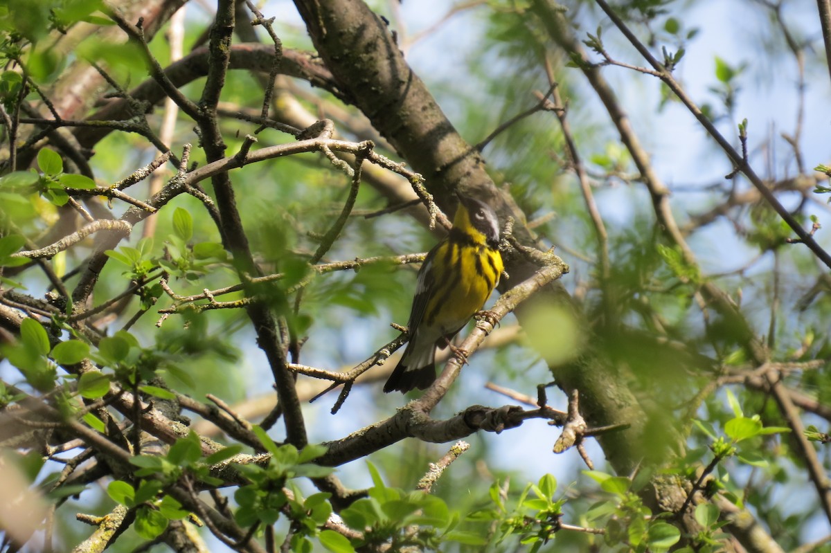 Magnolia Warbler - Joedy Groulx