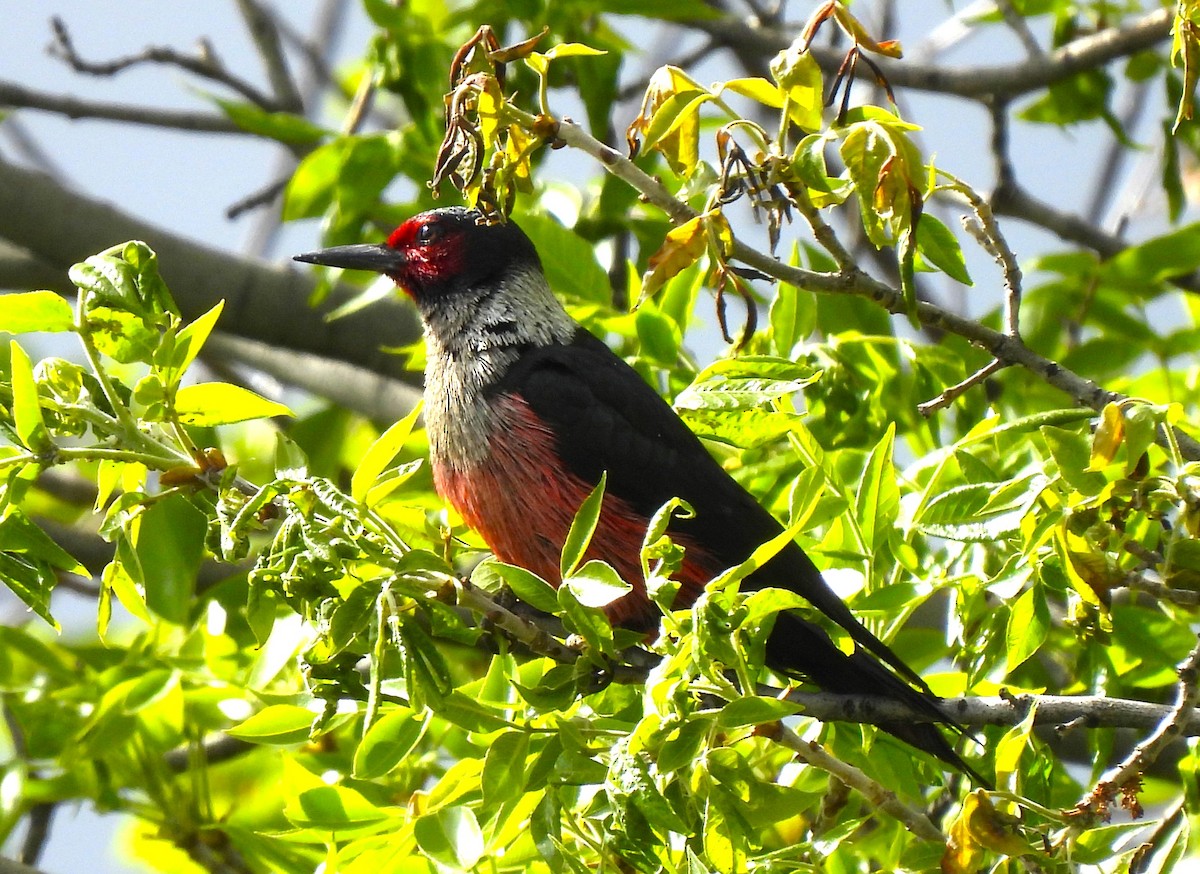 Lewis's Woodpecker - ML618592166