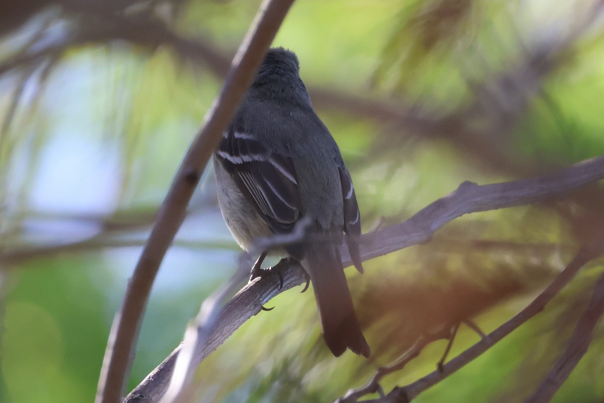 Dusky Flycatcher - William Rockey