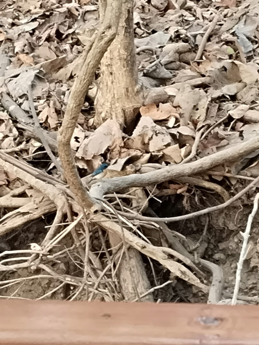 Tickell's Blue Flycatcher - ML618592233